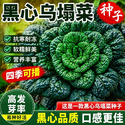 黑心乌塌菜种子耐寒易种秋冬播