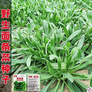 野生面条菜种子四季播春秋露地菜园秋冬保健蔬菜野菜籽春季四籽