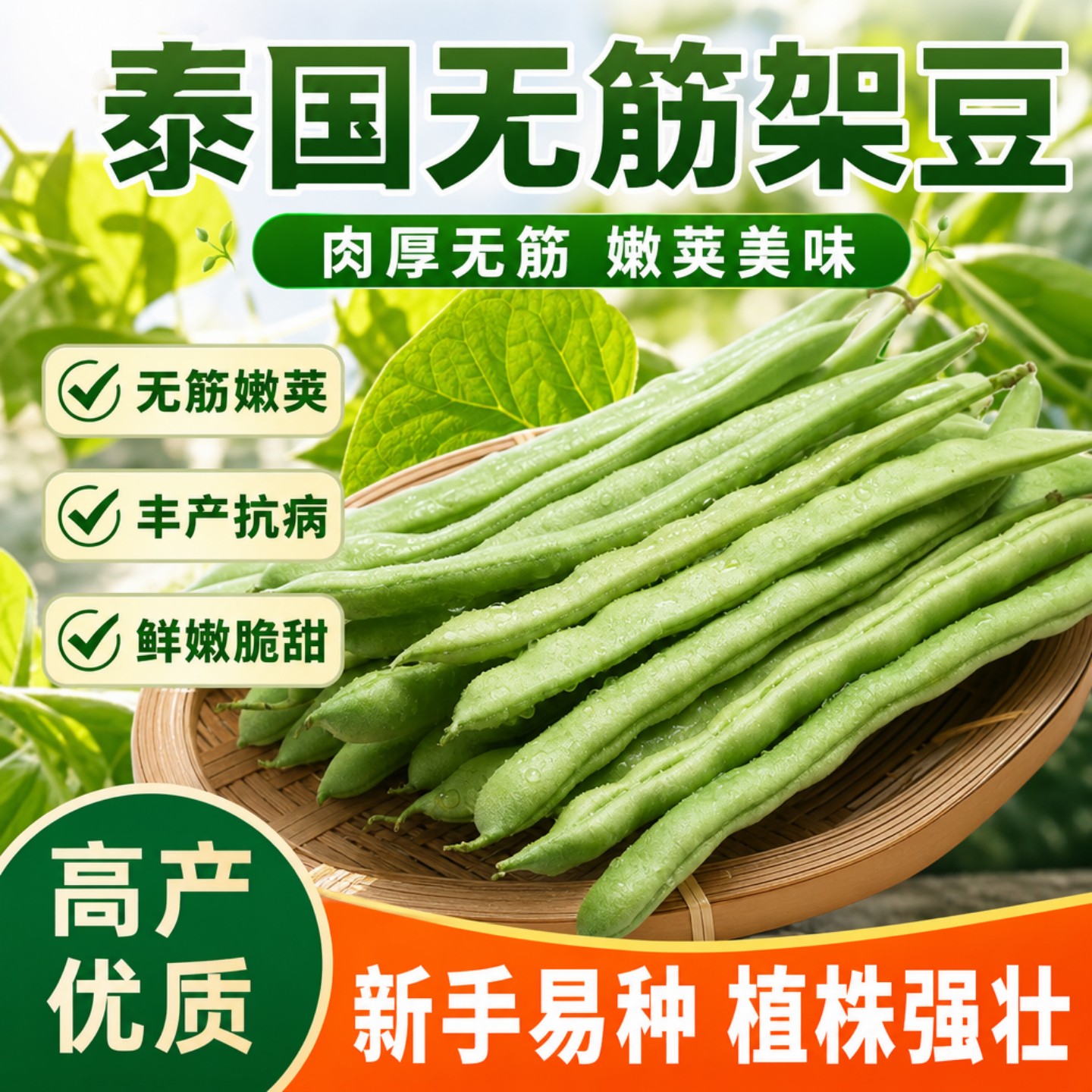 泰国无筋架豆种子四季播耐热易种