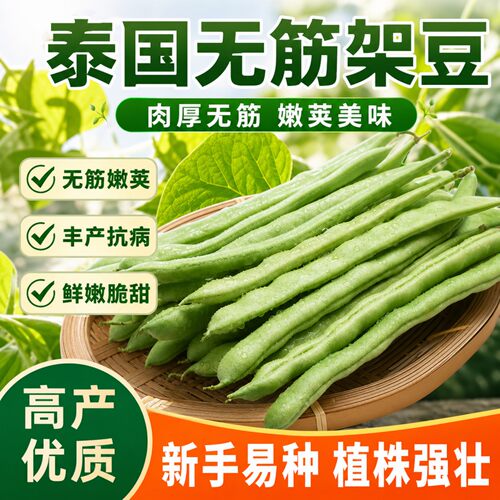 泰国无筋架豆种子四季播耐热易种