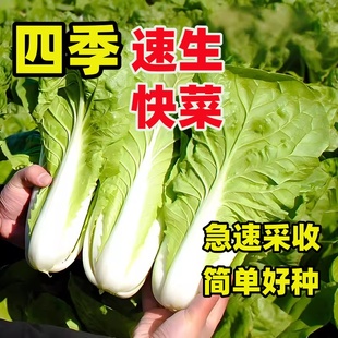四季奶油快菜种子小白菜菜籽耐热速生快菜种孑阳台蔬菜籽种大全