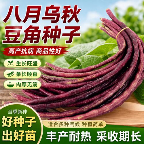 八月乌秋豆角种子春秋两用高产