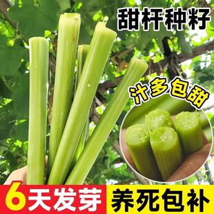 甜高粱杆种籽北方小甘蔗高糖甜杆种子水果蔬菜四季播种甜杆种子