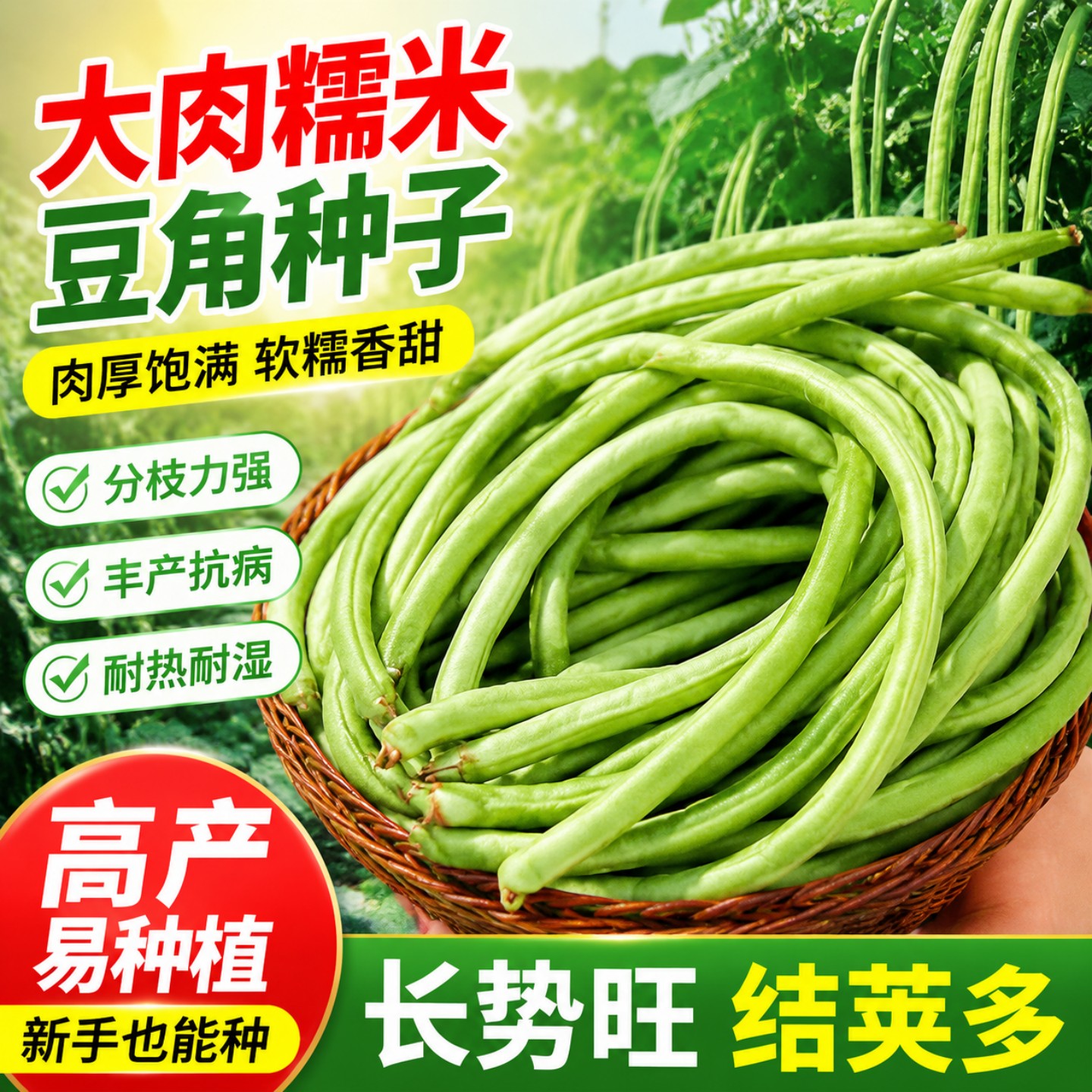 大肉糯米甜豆角种子抗热高产易种