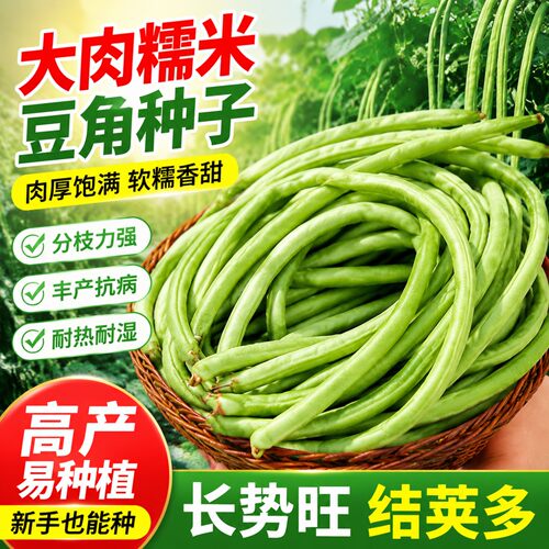 大肉糯米甜豆角种子抗热高产易种
