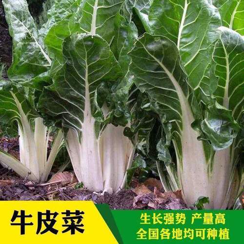根达菜种子劈牛皮厚皮莙荙菜阳台庭院特色疏蔬菜农家高产播种籽孑