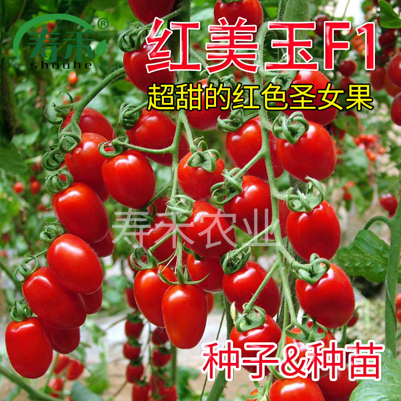 红美玉圣女果种子小番茄苗秧蔬菜西红柿种籽孑盆栽菜苗春天 果苗