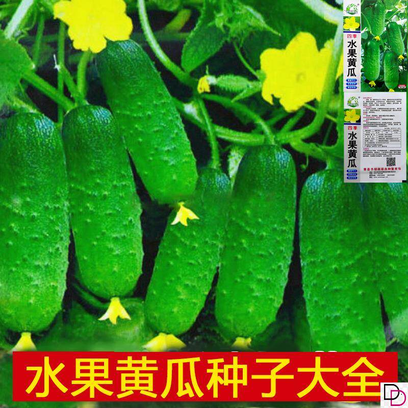 四季水果旱黄瓜种子荷兰小黄瓜盆栽黄瓜懒人地爬水果青瓜种籽蔬菜