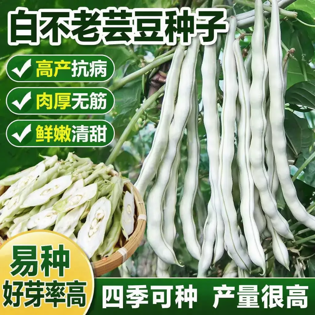 摘不败九粒白芸豆种子早熟高产白不老豆角种子四季老来少豆角种子