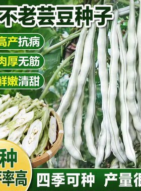 摘不败九粒白芸豆种子早熟高产白不老豆角种子四季老来少豆角种子