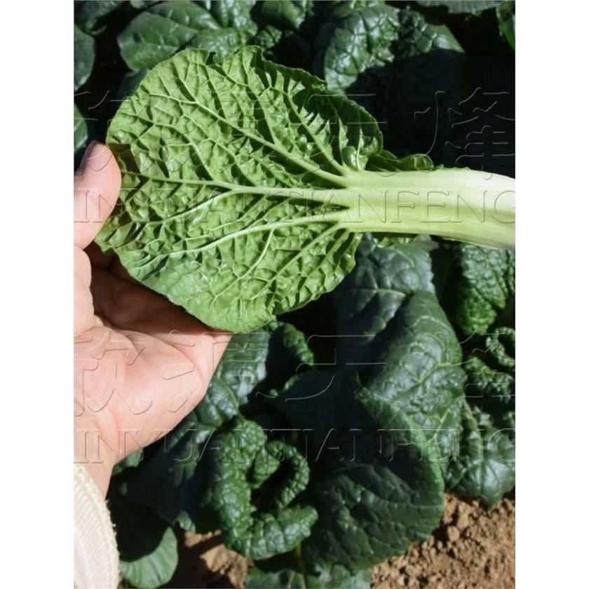 乌塌菜种子黑心白菜油耐