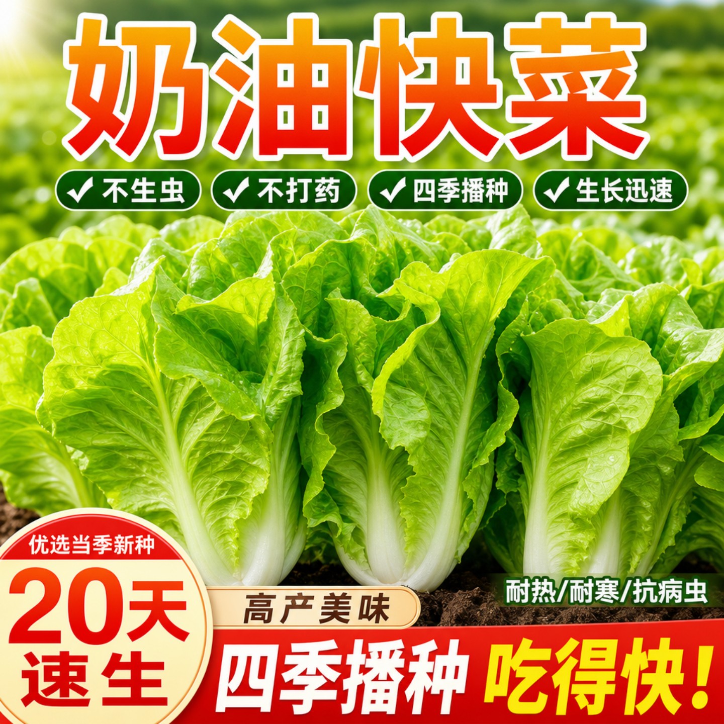 四季耐热抗旱高产奶油快菜种子