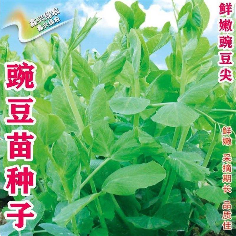 无须豌豆苗种子豌豆尖种子四季