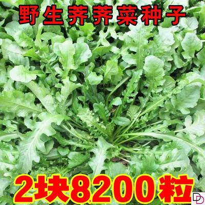 正品天然野生荠荠菜种籽