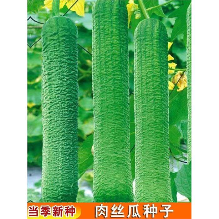 早熟肉丝瓜种子清香嫩籽
