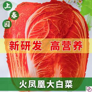 火凤凰白菜种子夏播耐热大白菜种子包心菜饺子菜种子蔬菜种子包邮
