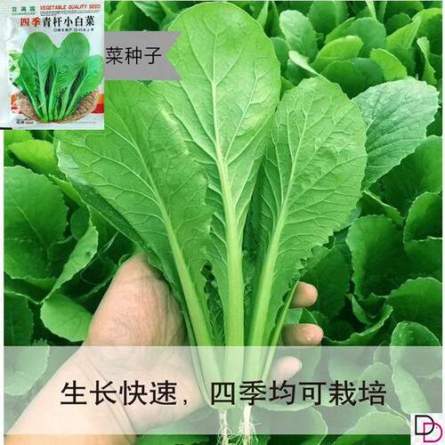 四季小白菜种子青梗小白