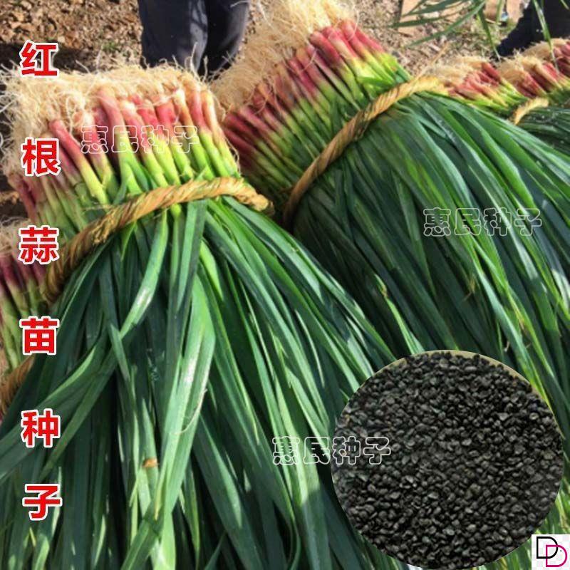 红头香蒜红头蒜一年四季
