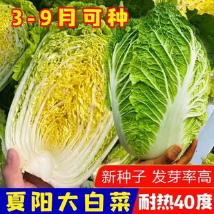夏阳耐热大白菜种子种籽夏播蔬菜孑夏季秋四季菜籽菜种好养活