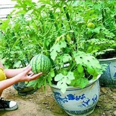 蜂蜜小西瓜种子薄皮无籽
