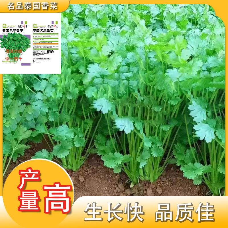 泰国名品香菜种子耐抽苔水培食用优质烘焙进口正宗可食用香菜新种
