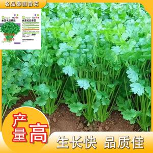 泰国名品香菜种子耐抽苔水培食用优质烘焙进口正宗可食用香菜新种