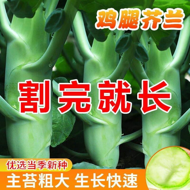 【鸡腿芥兰】今年新种子