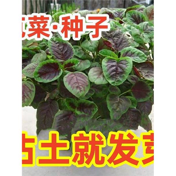 红苋菜种子汉菜籽四季蔬