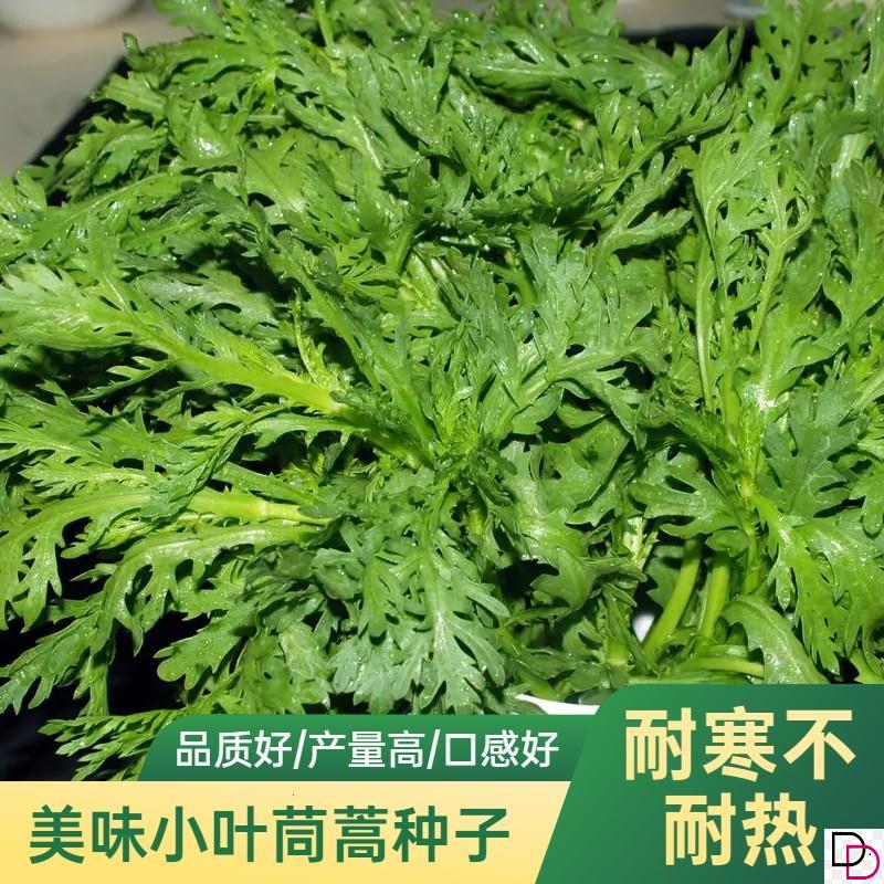 美味小叶茼蒿种子茼蒿菜