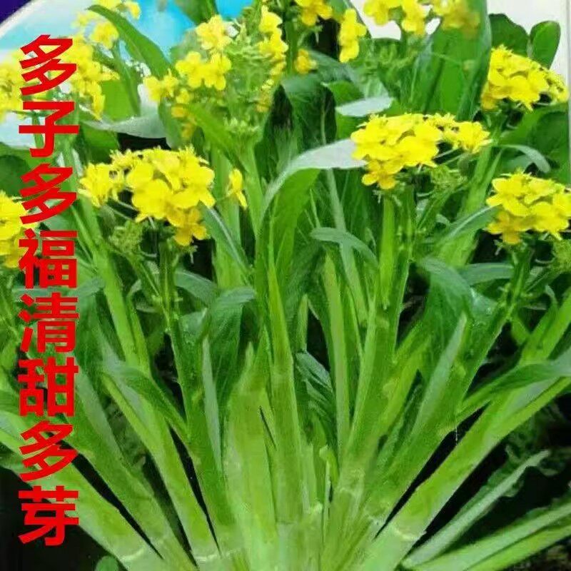 正宗多子多福甜菜心种子多芽菜连州菜心种籽秋季农家庭院菜苔蔬菜