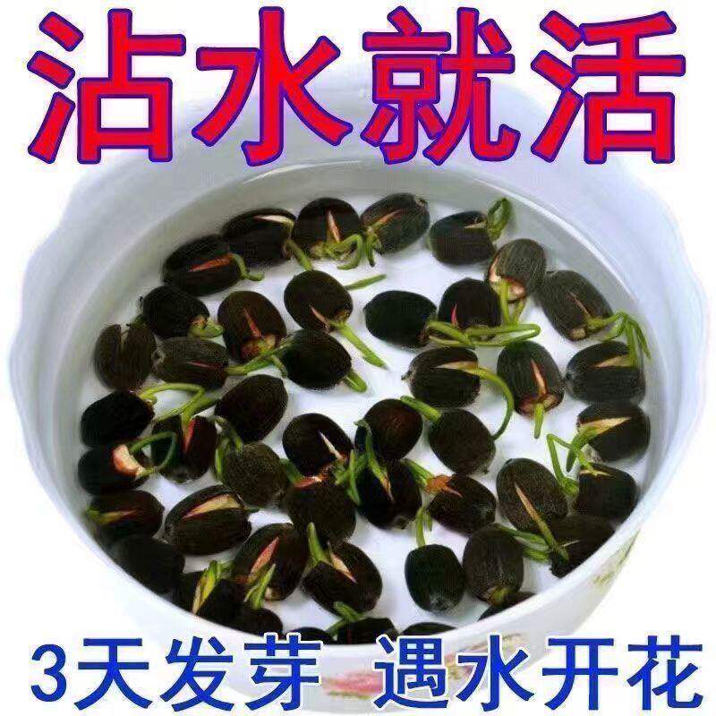 碗莲水培植物花卉室内花好养四季好养种子籽水养荷花睡莲盆栽绿植