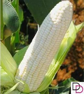 草莓玉米种子甜玉米种孑四季播黑糯白水果玉米种籽春季牛奶甜糯