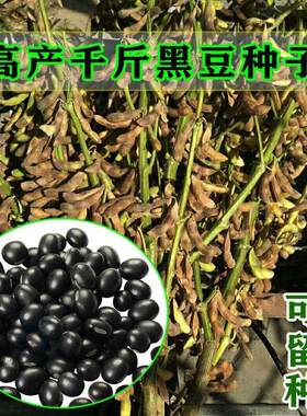 老品种黑豆种子高产绿心黑豆孑