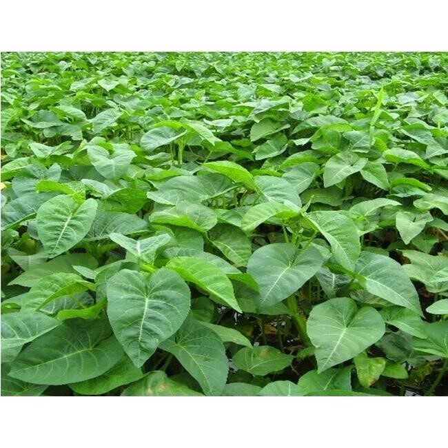 大叶空心菜种子水生空心菜籽 阳台家庭庭院种菜盆栽四季蔬菜种子