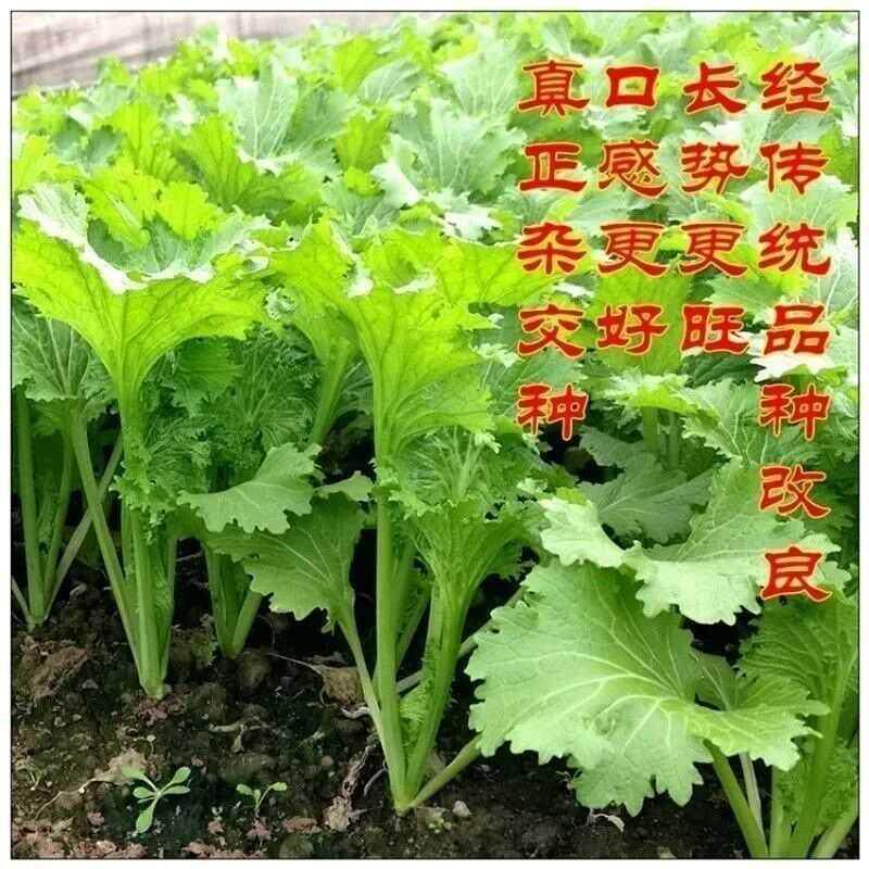 香芥菜种子饺子馅梅干籽