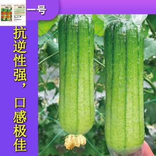 绿油一号丝瓜种子油亮肉丝瓜新品种早熟丝瓜籽懒人室内新种