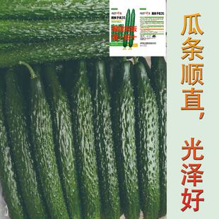 黄瓜种子高产春夏秋季耐热绿瓢密刺黄瓜种籽庭院四季阳台蔬菜新种