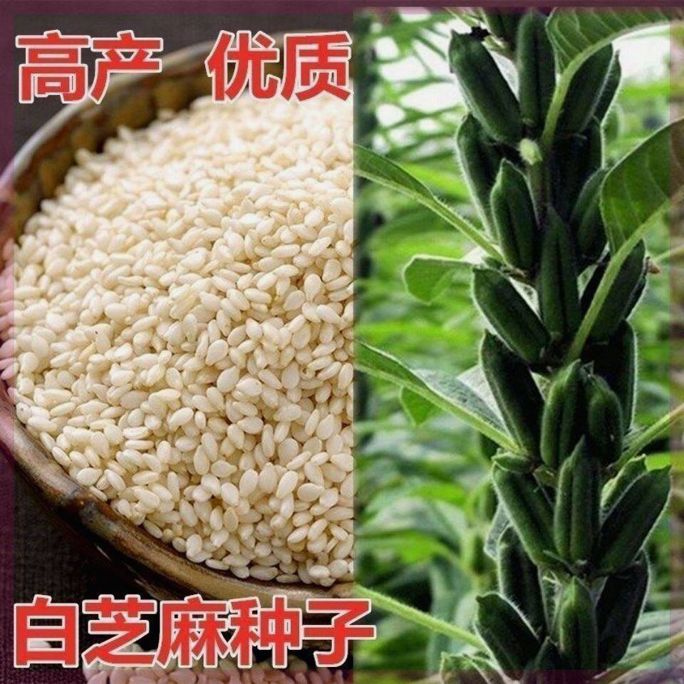 白芝麻种子高产高油农家自种春夏秋播种五谷杂粮优质芝麻籽