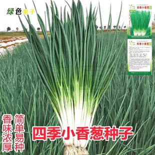 小香葱籽种子四季易种小葱种子阳台室内盆栽葱种子家庭菜种子