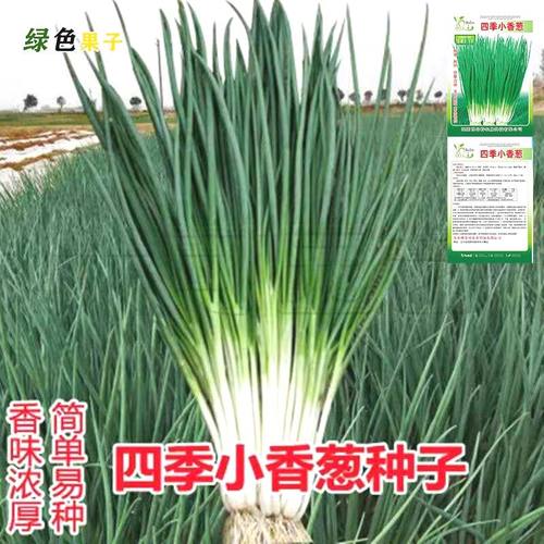 小香葱籽种子四季易种小葱