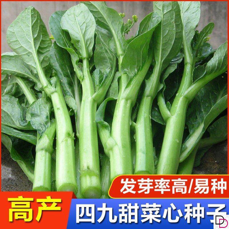 甜菜心种子超甜广东四九