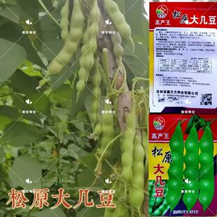东北新籽几豆角籽松原大几豆豆角种子油豆角子搭架鼓豆面