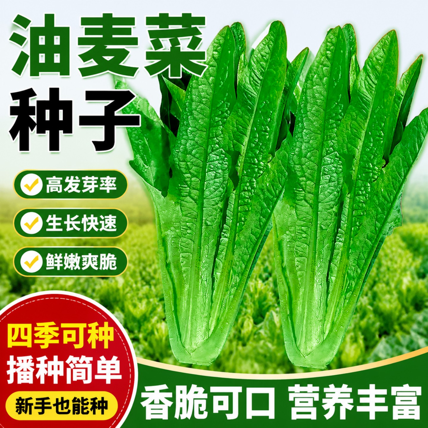 甜脆清香无斑油麦菜种子四季播