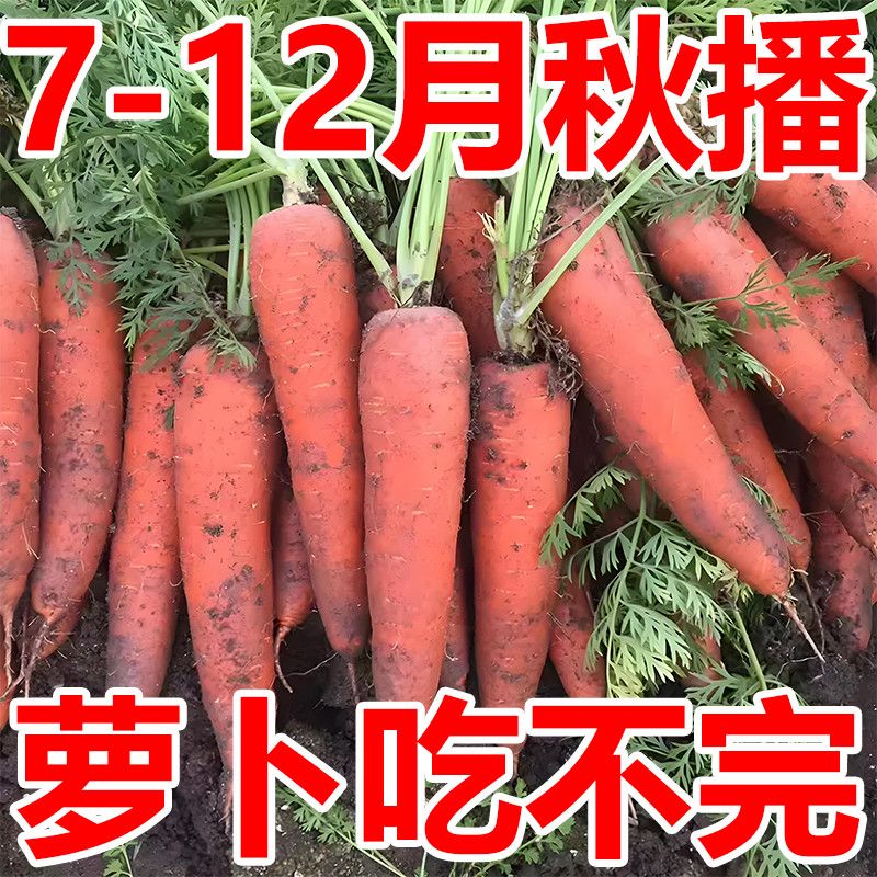 九寸参红胡萝卜种子籽夏秋播种