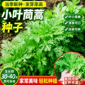 小叶茼蒿皇帝菜种子四季可播盆栽