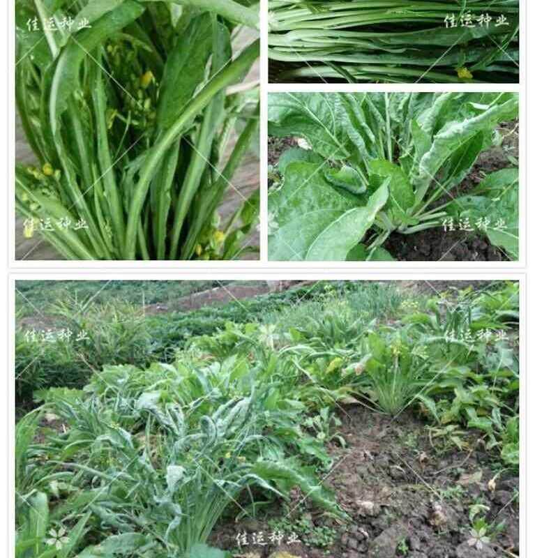 桂林四季柳叶甜脆菜心种