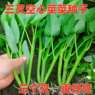 高产竹叶三叉空心菜种籽柳叶通心菜种子四季阳台蔬菜种子盆栽菜园