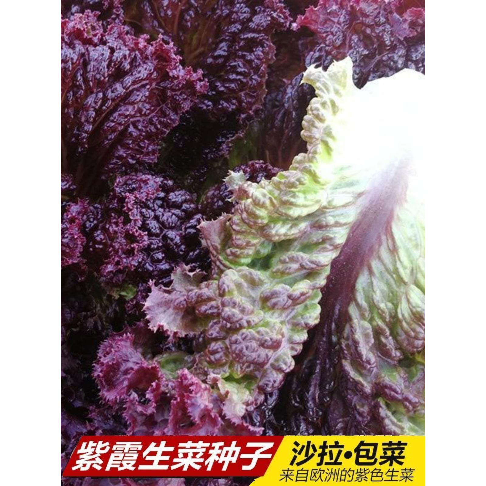 紫霞生菜种子奶油紫叶四