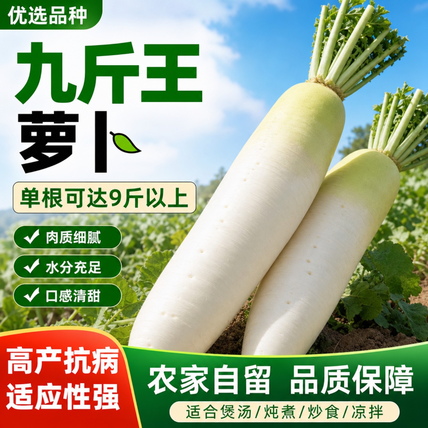 耐寒九斤王大白萝卜种子不空心