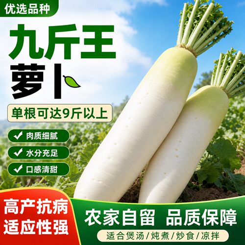 耐寒九斤王大白萝卜种子不空心